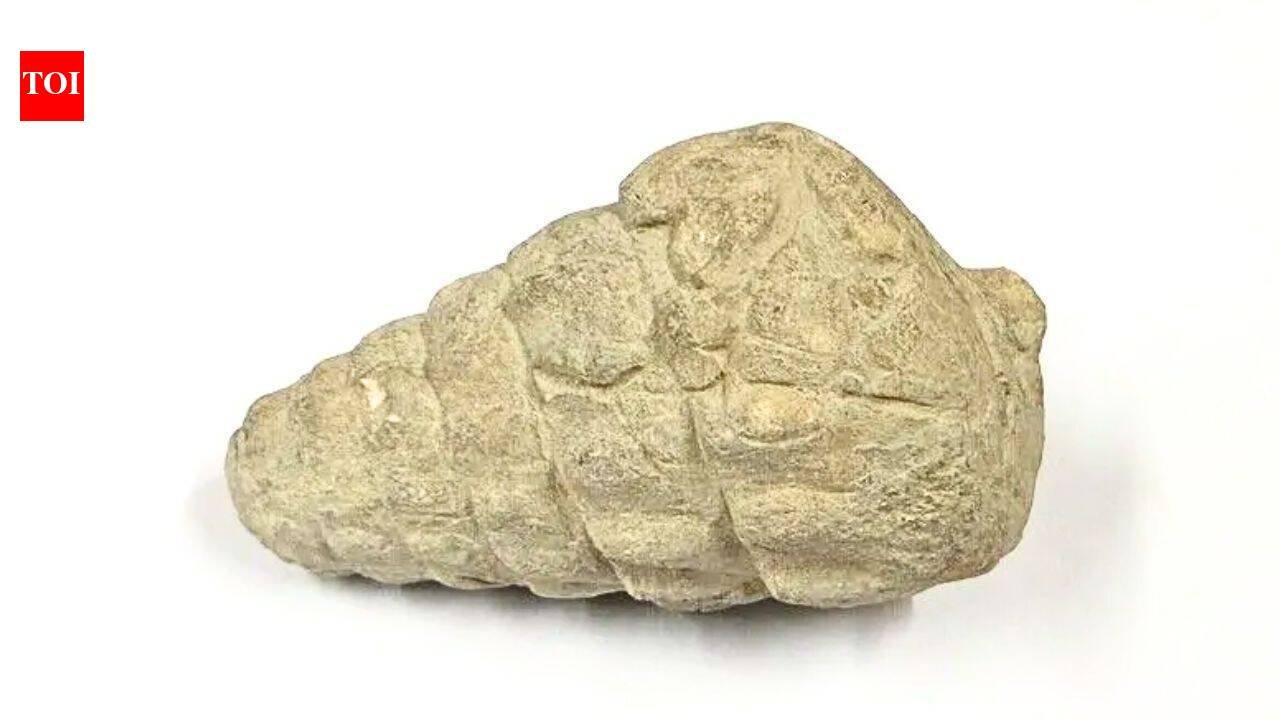 A 66-million-year-old gastropod fossil was found at a 5,000-year-old settlement in Ankara; ancient inhabitants may have brought it there