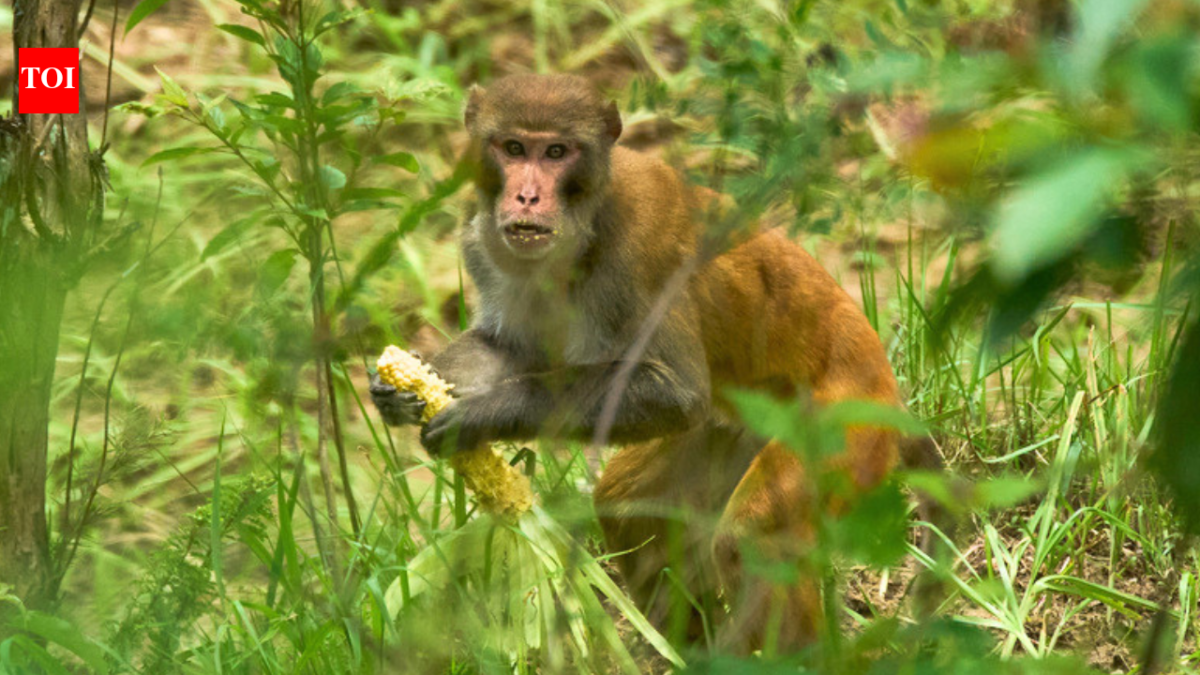 Nepal farmers are losing up to 90% of their maize to monkey and wild boars; getting compensation can require 12 documents for a payout capped at Rs 10,000