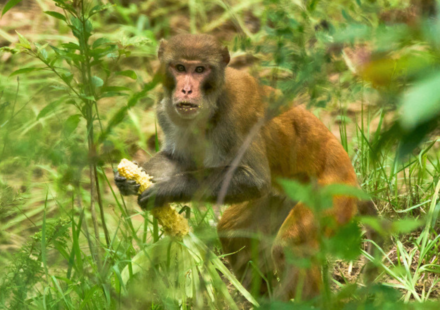 Nepal farmers are losing up to 90% of their maize to monkey and wild boars; getting compensation can require 12 documents for a payout capped at Rs 10,000