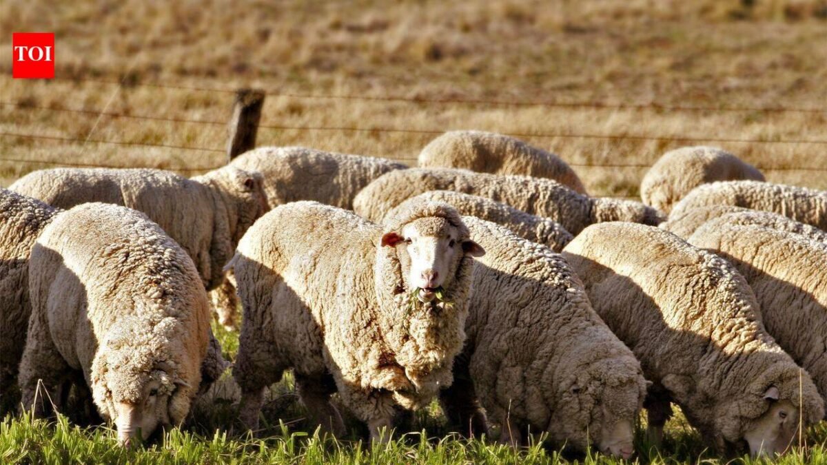 A Texas farmer stopped planting cotton and sent his sheep to solar farms; the switch turned a potential $200,000 loss into $300,000 profit