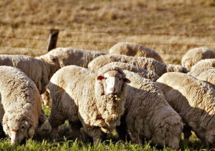 A Texas farmer stopped planting cotton and sent his sheep to solar farms; the switch turned a potential $200,000 loss into $300,000 profit