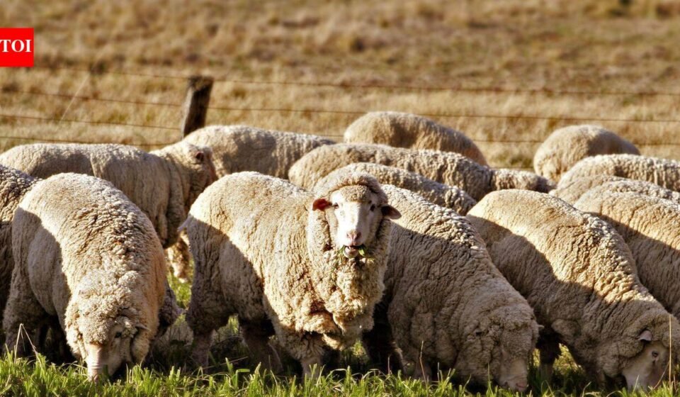 A Texas farmer stopped planting cotton and sent his sheep to solar farms; the switch turned a potential $200,000 loss into $300,000 profit