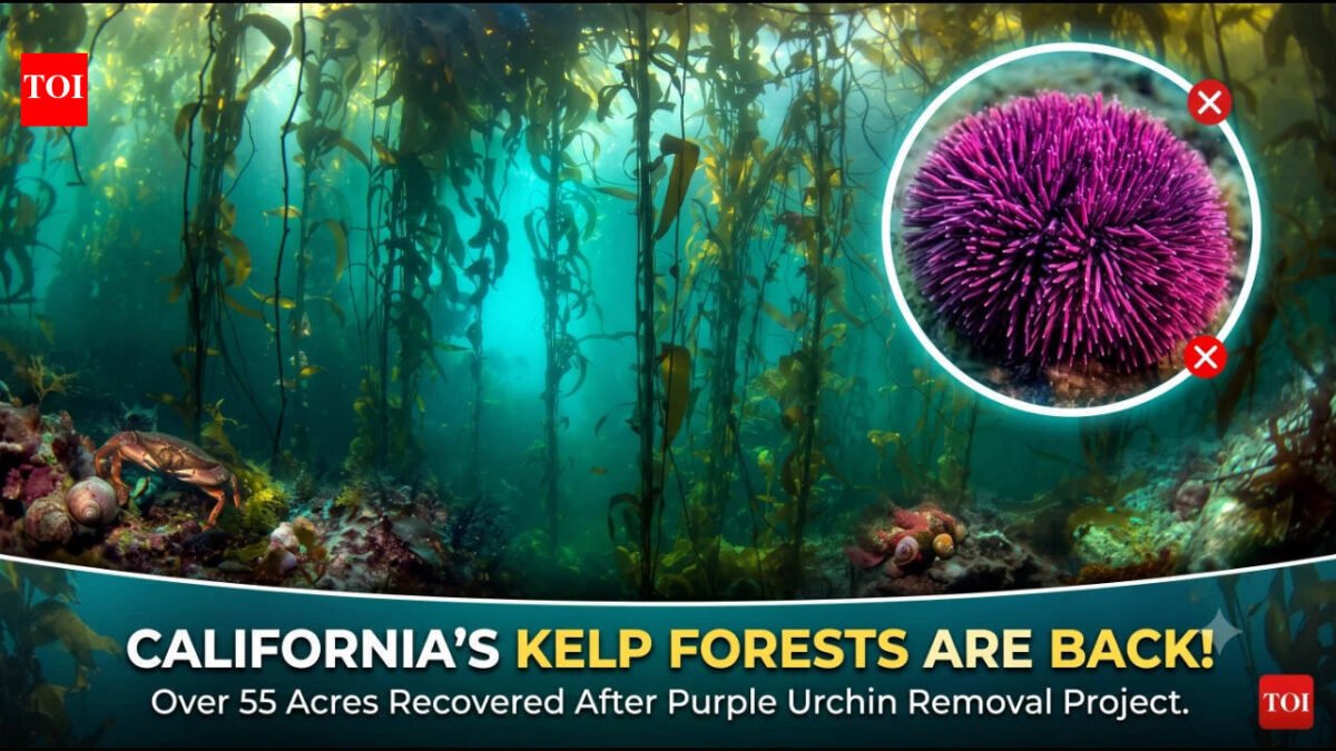 In 2013, California began removing millions of purple urchins from barren reefs; seven years later, more than 55 acres of kelp forest had returned