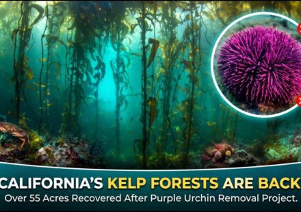 In 2013, California began removing millions of purple urchins from barren reefs; seven years later, more than 55 acres of kelp forest had returned