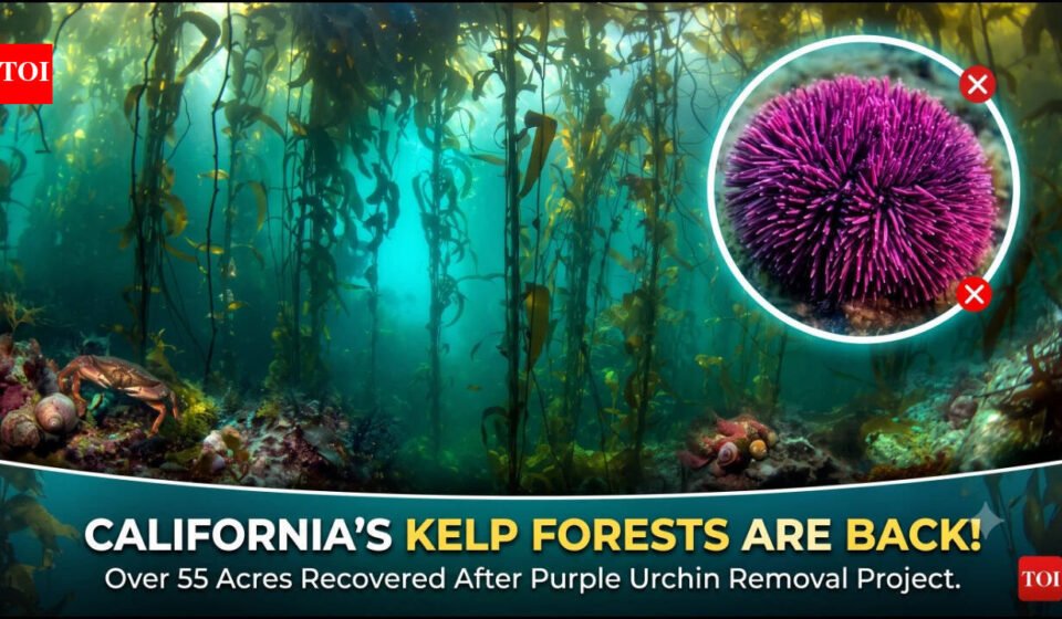 In 2013, California began removing millions of purple urchins from barren reefs; seven years later, more than 55 acres of kelp forest had returned