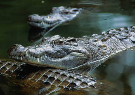 Israel is planning to surround prisons with crocodile-filled moats inspired by Trump's Alligator Alcatraz; now people are debating wildlife protection and land use