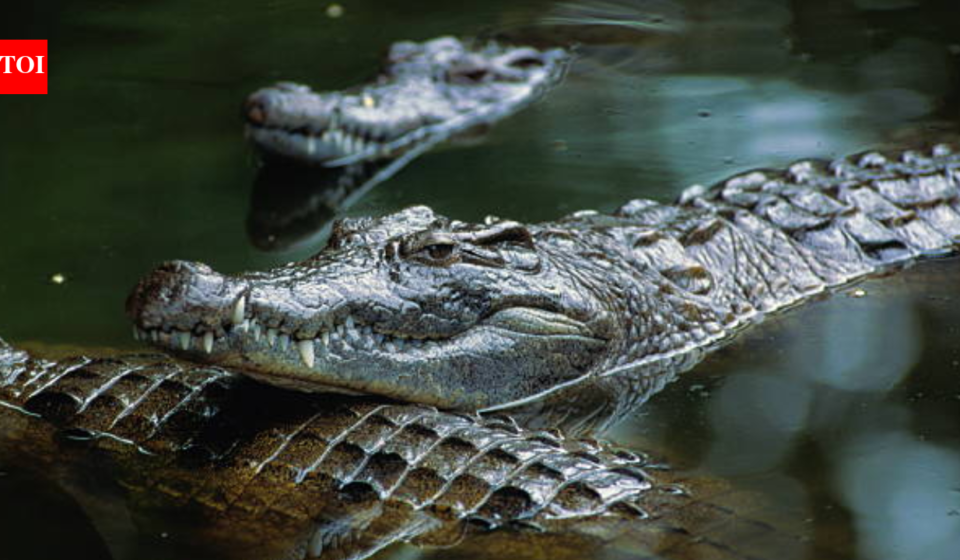 Israel is planning to surround prisons with crocodile-filled moats inspired by Trump's Alligator Alcatraz; now people are debating wildlife protection and land use