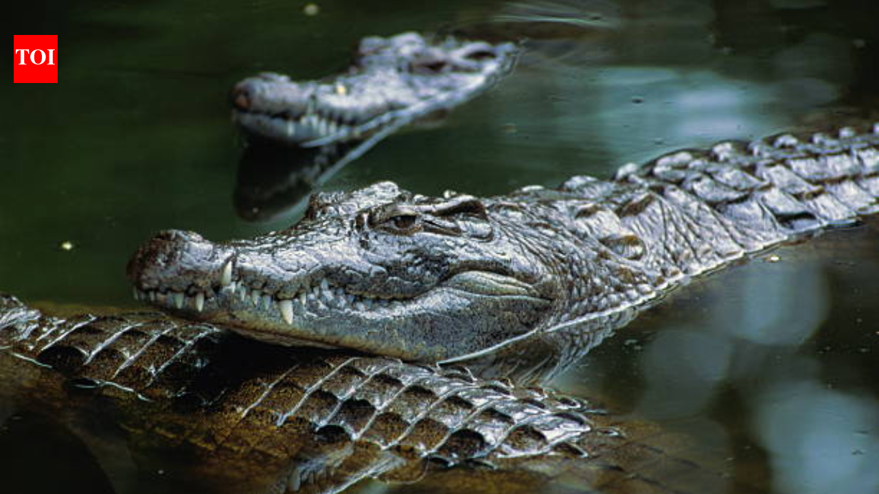 Israel is planning to surround prisons with crocodile-filled moats inspired by Trump's Alligator Alcatraz; now people are debating wildlife protection and land use