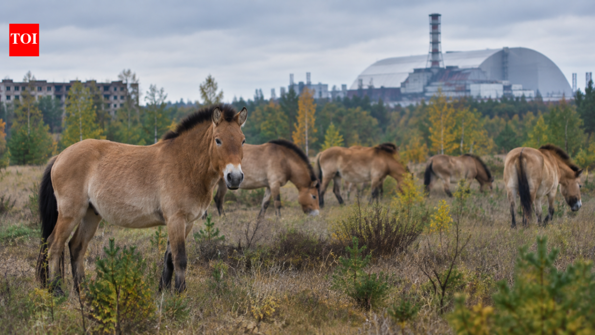 In 1998, 31 Przewalski’s horses were brought to Chernobyl; deaths and poaching followed before their numbers reached 137 by 2018