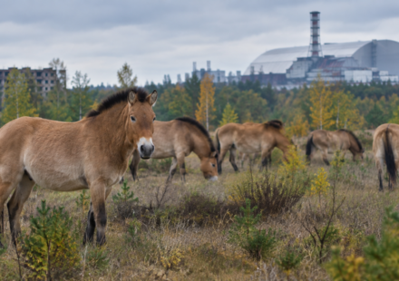 In 1998, 31 Przewalski’s horses were brought to Chernobyl; deaths and poaching followed before their numbers reached 137 by 2018