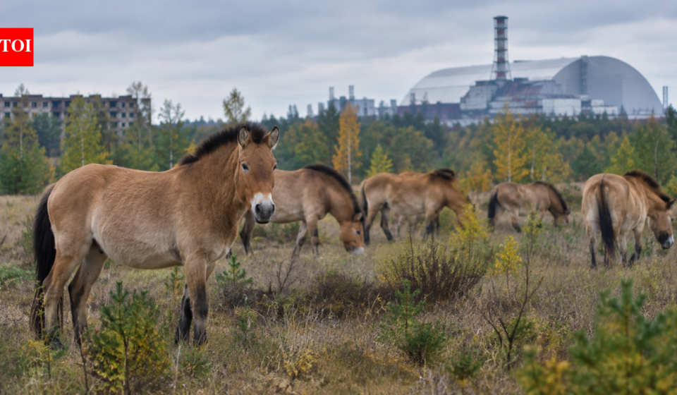 In 1998, 31 Przewalski’s horses were brought to Chernobyl; deaths and poaching followed before their numbers reached 137 by 2018