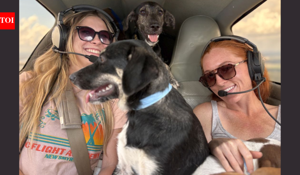 Florida volunteer pilots started flying animals out of overcrowded shelters in 2010; more than 12,000 rescued dogs and cats have now made the journey
