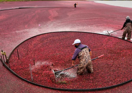 In 2018, Massachusetts removed the first of two old dams from former cranberry bogs; by 2020, 56 acres of wetlands had been rebuilt and 200+ native plant species had