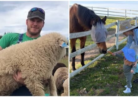 Inside Chris Pratt’s 100-acre Washington ranch with sheep, pigs and award-winning wool, where farm life helps him slow down away from Hollywood