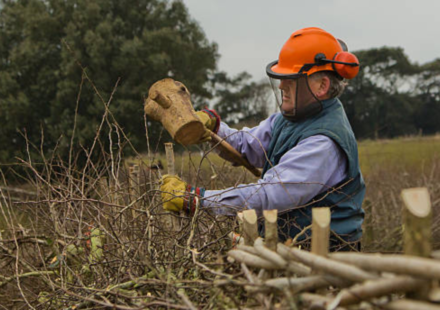 An ancient British farming craft faded after World War II; now 2,500 farmers want to revive 1,300km of mature hedgerows to help wildlife and reduce flooding