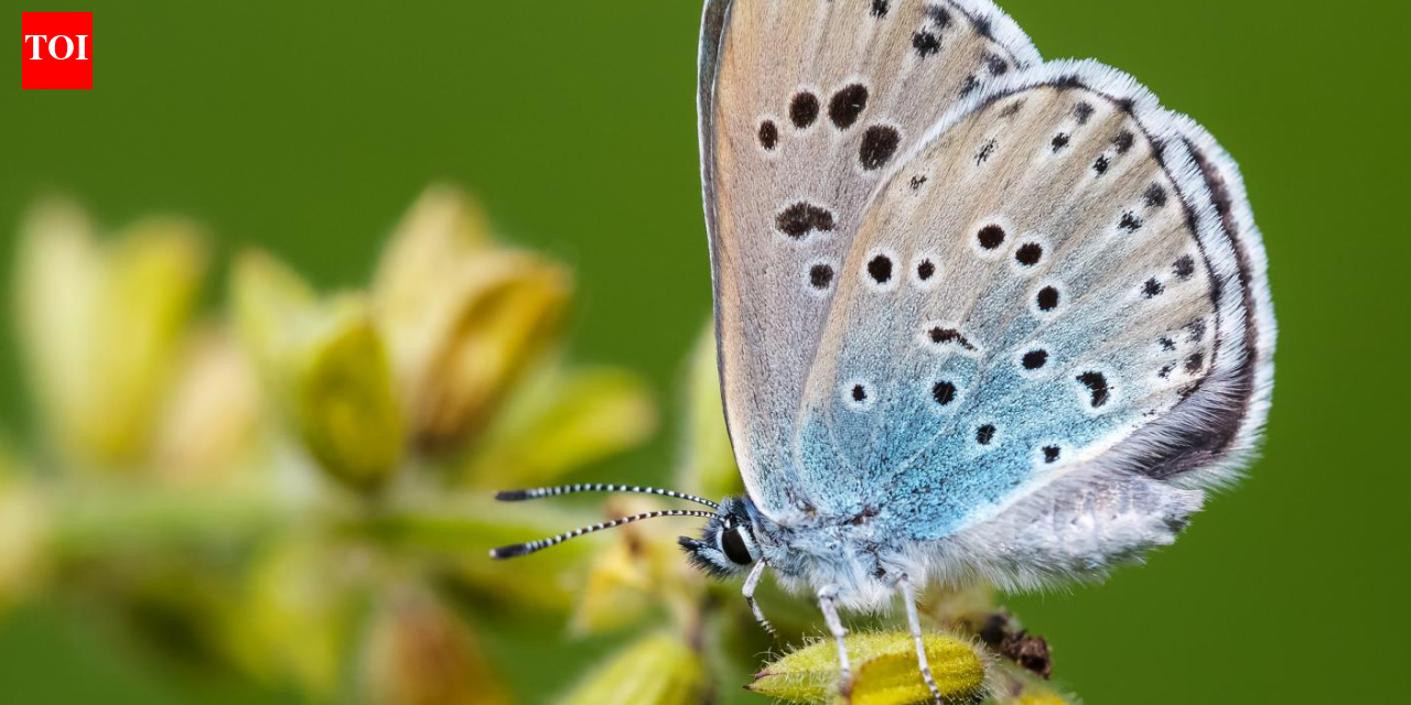 In 1983, Britain reintroduced a butterfly declared extinct just four years earlier; the large blue has since surged 1,866% and now survives at 33 sites