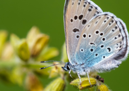 In 1983, Britain reintroduced a butterfly declared extinct just four years earlier; the large blue has since surged 1,866% and now survives at 33 sites