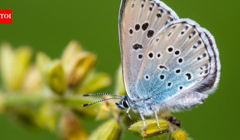 In 1983, Britain reintroduced a butterfly declared extinct just four years earlier; the large blue has since surged 1,866% and now survives at 33 sites