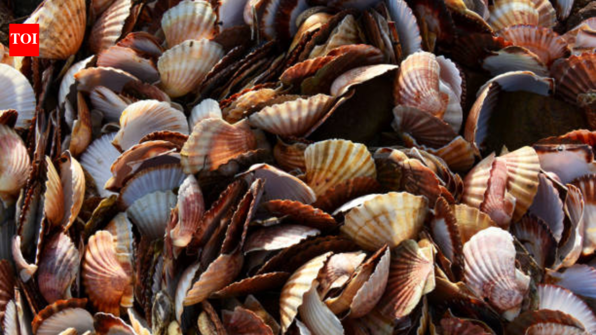 A Japanese village was drowning in 40,000 tonnes of scallop shells; then they crushed them to make stronger safety helmets for the fishermen