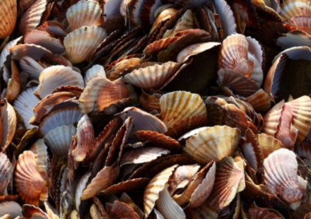 A Japanese village was drowning in 40,000 tonnes of scallop shells; then they crushed them to make stronger safety helmets for the fishermen