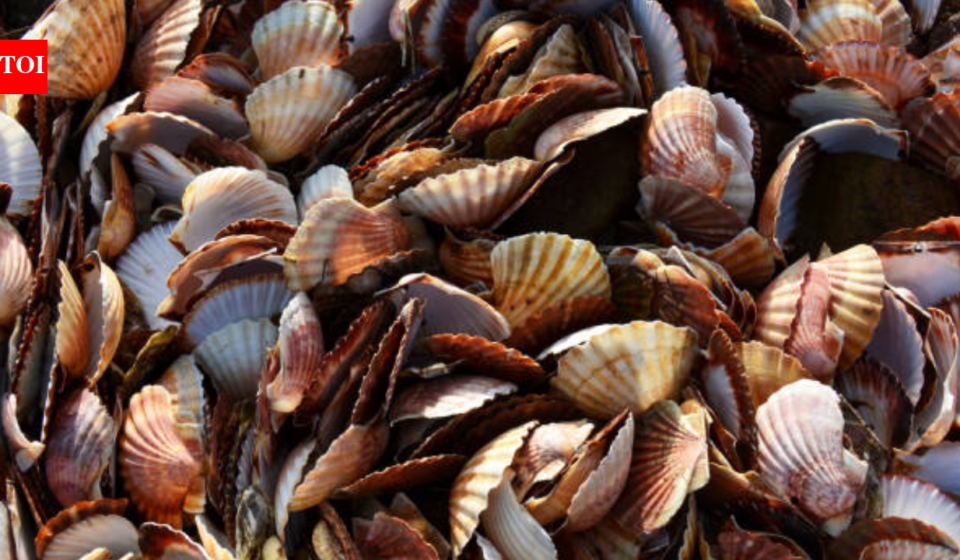 A Japanese village was drowning in 40,000 tonnes of scallop shells; then they crushed them to make stronger safety helmets for the fishermen