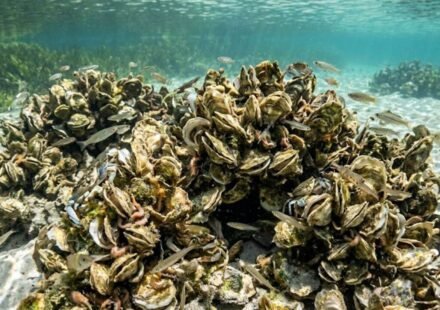 Scientists rebuilt oyster reefs in Florida; within 18 months, the wider marine animal community began returning