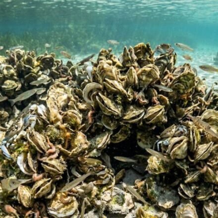 Scientists rebuilt oyster reefs in Florida; within 18 months, the wider marine animal community began returning