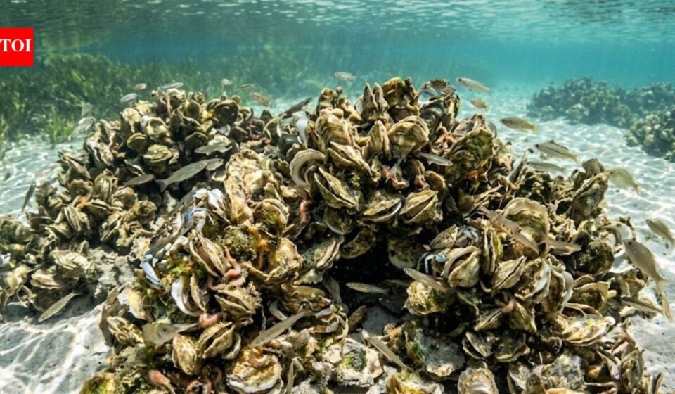 Scientists rebuilt oyster reefs in Florida; within 18 months, the wider marine animal community began returning