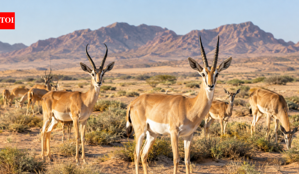 Saudi Arabia released 313 desert gazelles; 20 years later, both species had established in a vast protected desert