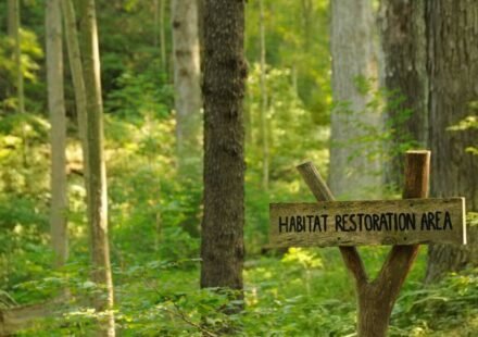 An anonymous donor gave Cincinnati $1.8 million to restore 228 acres of forest; the 5-year project is the city's biggest park reforestation effort in nearly 100 years