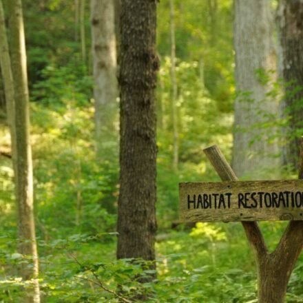 An anonymous donor gave Cincinnati $1.8 million to restore 228 acres of forest; the 5-year project is the city's biggest park reforestation effort in nearly 100 years