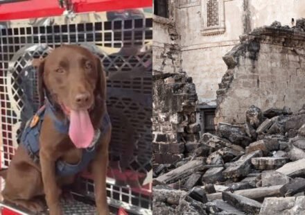 Meet Joey: The 2-year-old Los Angeles rescue dog credited with finding 3 people alive beneath earthquake rubble is now up for a national hero award