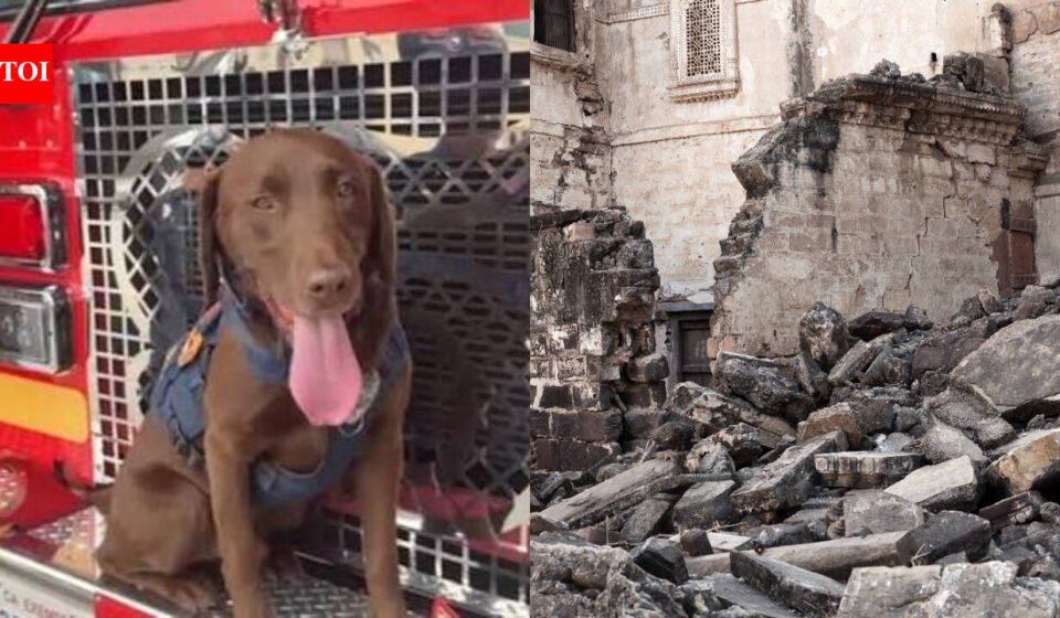 Meet Joey: The 2-year-old Los Angeles rescue dog credited with finding 3 people alive beneath earthquake rubble is now up for a national hero award