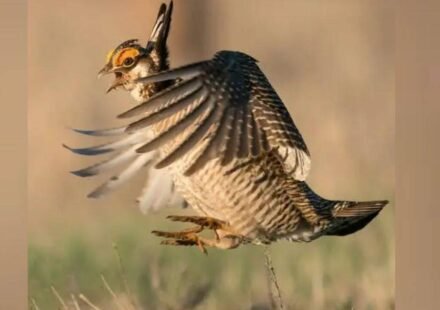 Colorado had more than 80,000 lesser prairie-chickens in 1975 but counted only 89 breeding males in 2024; a land trust has now spent nearly $2 million on a 2,100-acre ranch to help bring them back