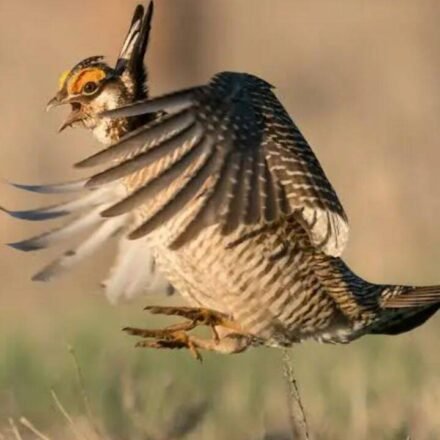 Colorado had more than 80,000 lesser prairie-chickens in 1975 but counted only 89 breeding males in 2024; a land trust has now spent nearly $2 million on a 2,100-acre ranch to help bring them back