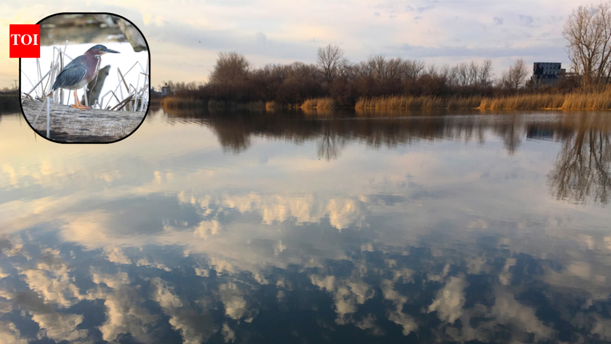 In 1976, Buffalo turned a 264-acre industrial dump into a nature preserve; 50 years later, its 75-acre marsh is Erie County’s largest remnant wetland and 260+ bird species have been observed