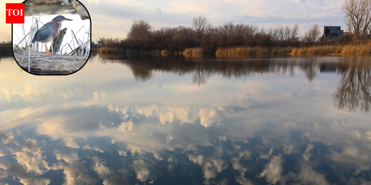In 1976, Buffalo turned a 264-acre industrial dump into a nature preserve; 50 years later, its 75-acre marsh is Erie County’s largest remnant wetland and 260+ bird species have been observed