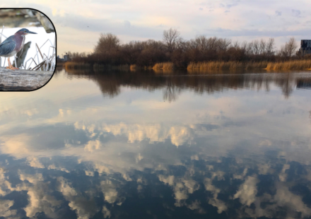 In 1976, Buffalo turned a 264-acre industrial dump into a nature preserve; 50 years later, its 75-acre marsh is Erie County’s largest remnant wetland and 260+ bird species have been observed