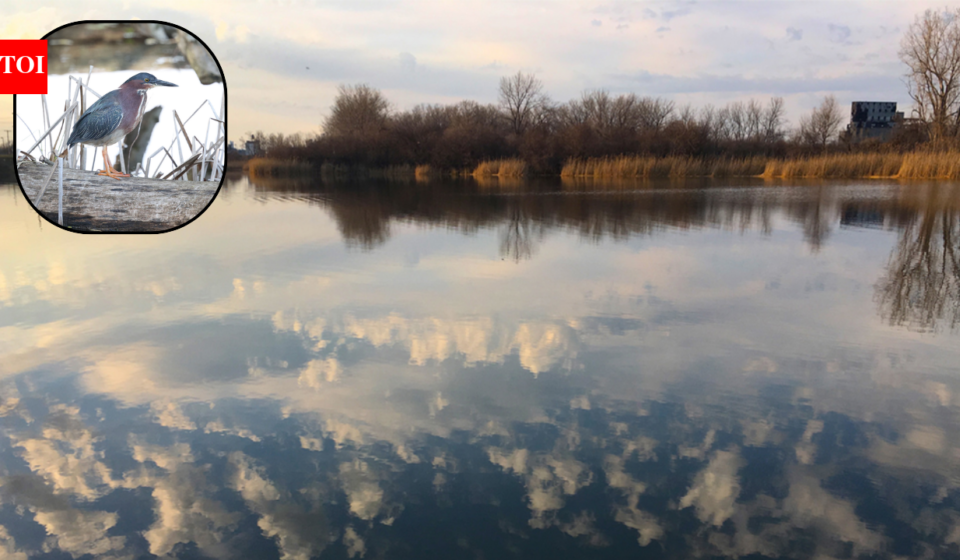 In 1976, Buffalo turned a 264-acre industrial dump into a nature preserve; 50 years later, its 75-acre marsh is Erie County’s largest remnant wetland and 260+ bird species have been observed