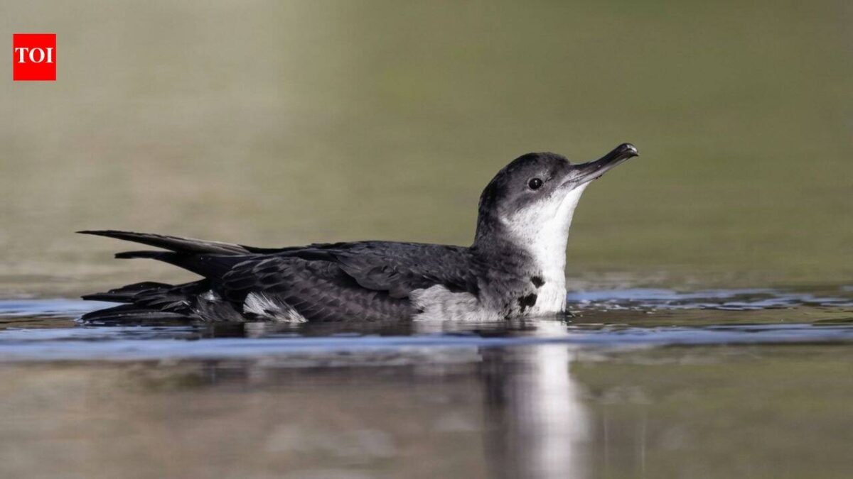 In 2013, St Agnes and Gugh began removing invasive rats brought by 18th-century shipwrecks; 12 years later, Manx shearwater breeding sites rose from 22 to a record 225