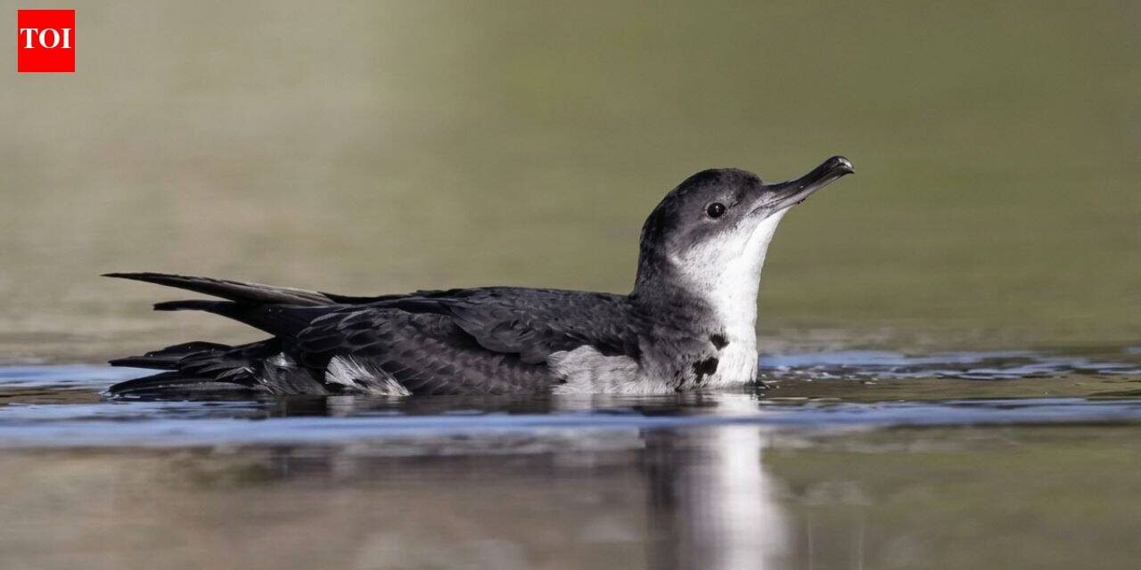 In 2013, St Agnes and Gugh began removing invasive rats brought by 18th-century shipwrecks; 12 years later, Manx shearwater breeding sites rose from 22 to a record 225