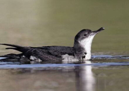 In 2013, St Agnes and Gugh began removing invasive rats brought by 18th-century shipwrecks; 12 years later, Manx shearwater breeding sites rose from 22 to a record 225