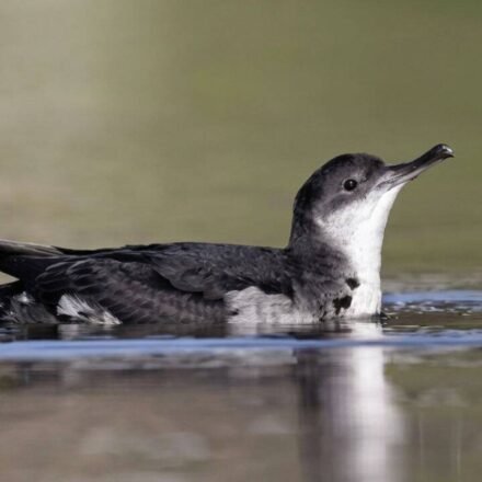 In 2013, St Agnes and Gugh began removing invasive rats brought by 18th-century shipwrecks; 12 years later, Manx shearwater breeding sites rose from 22 to a record 225