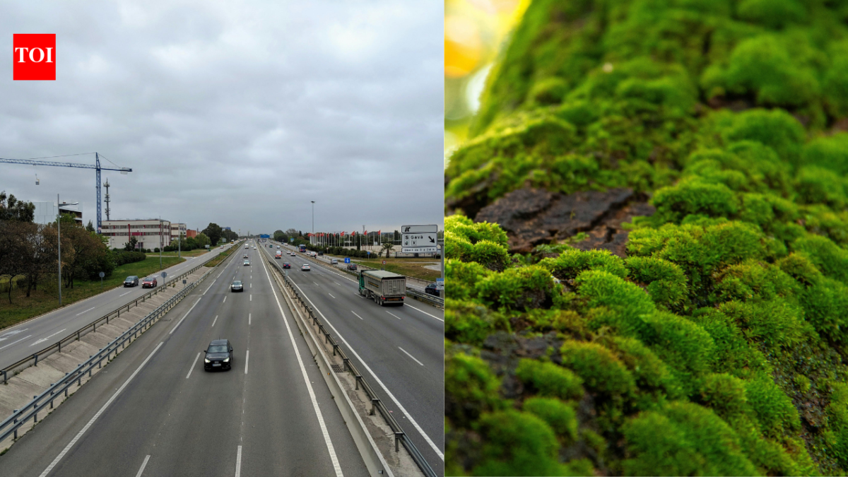 Scientists hung clean moss beside three Russian highways, and the plants began collecting metals linked to traffic pollution