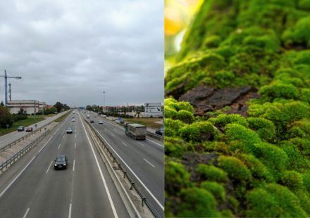 Scientists hung clean moss beside three Russian highways, and the plants began collecting metals linked to traffic pollution