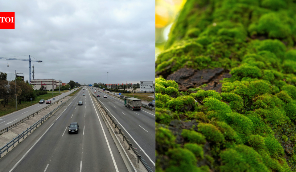 Scientists hung clean moss beside three Russian highways, and the plants began collecting metals linked to traffic pollution