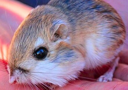 Scientists removed kangaroo rats from desert plots for 13 years, revealing how the rodents shape vegetation in the Chihuahuan Desert
