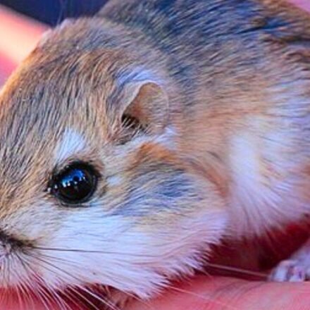 Scientists removed kangaroo rats from desert plots for 13 years, revealing how the rodents shape vegetation in the Chihuahuan Desert