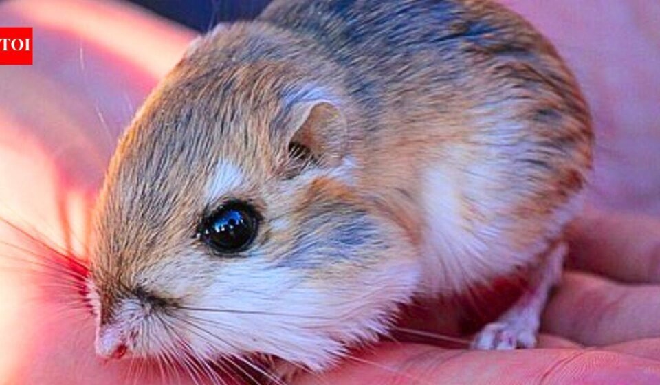 Scientists removed kangaroo rats from desert plots for 13 years, revealing how the rodents shape vegetation in the Chihuahuan Desert