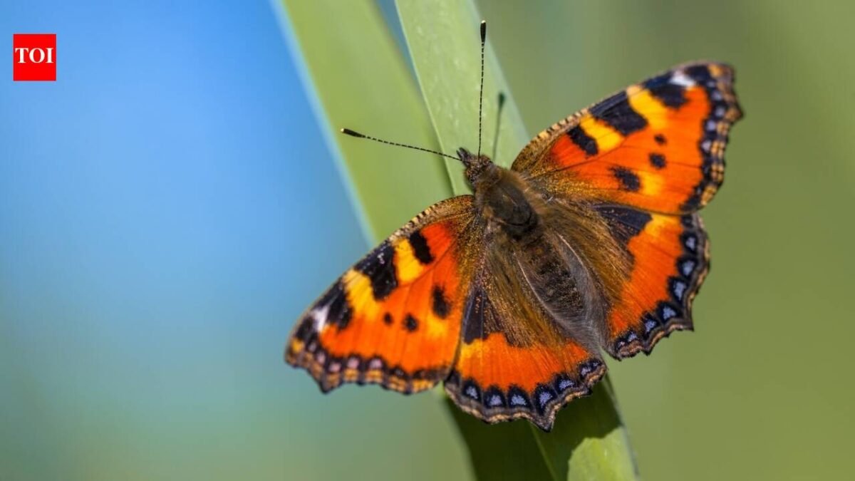 Britain sees second-best butterfly season in 16 years; people counted almost 1.4 million common butterflies and moths; painted ladies jumped by 335%, but scientists are worried